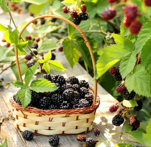 Frozen Marionberries